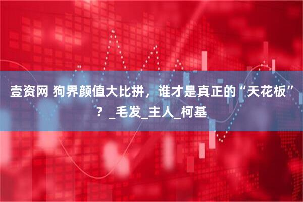 壹资网 狗界颜值大比拼，谁才是真正的“天花板”？_毛发_主人_柯基