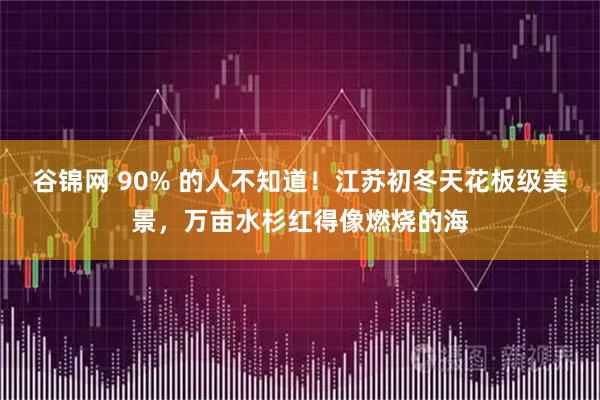 谷锦网 90% 的人不知道！江苏初冬天花板级美景，万亩水杉红得像燃烧的海